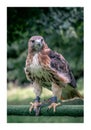 Red tailed hawk perched on a bar Royalty Free Stock Photo