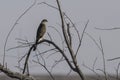 Red Tailed Hawk