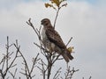 Red tailed hawk perched on branch: Bird of prey raptor with intense stare as it hunts