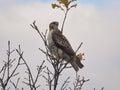 Red tailed hawk perched on branch: Gorgeous bird of prey raptor perched high on tree top