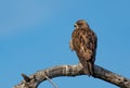 A Beautiful Dark Morph Red-tailed Hawk Royalty Free Stock Photo