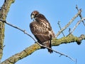 Red Tailed Hawk Perched on Branch: A young red-tailed hawk bird of prey raptor is perched on a branch and stretching a wing Royalty Free Stock Photo