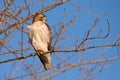 Red-tailed Hawk Perched in Dawn Light