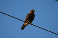 Red-tailed hawk perched on an electrical wire on a blue sky background Royalty Free Stock Photo