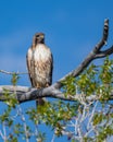 Red Tailed Hawk perched and flying along the Gros Ventre Road