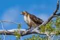 Red Tailed Hawk perched and flying along the Gros Ventre Road