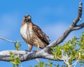 Red Tailed Hawk perched and flying along the Gros Ventre Road