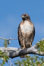 Red Tailed Hawk perched and flying along the Gros Ventre Road