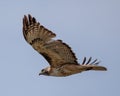 Red Tailed Hawk perched and flying along the Gros Ventre Road