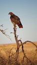 Red Tailed Hawk Perched Royalty Free Stock Photo