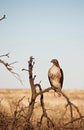 Red Tailed Hawk Perched Royalty Free Stock Photo