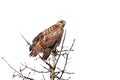 Red-Tailed Hawk Perch on a Pine Tree