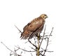 Red-Tailed Hawk Perch on a Pine Tree