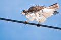 Red-Tailed Hawk Perched on Wire