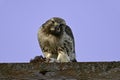 A Red Tailed Hawk eating another bird Royalty Free Stock Photo