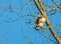 Red-tailed hawk perches in a tree as it looks to the left Royalty Free Stock Photo