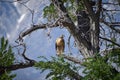 A red-tailed hawk perches in a tree near Manzanar California