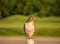 A red tailed hawk perches on a wooden post in the afternoon.