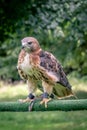 Red tailed hawk perching on bar Royalty Free Stock Photo