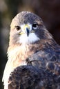 Red-tailed Hawk Portrait Royalty Free Stock Photo