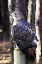 Red-tailed Hawk on post Royalty Free Stock Photo