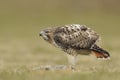 Red tailed hawk with prey Royalty Free Stock Photo