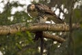Red tailed hawk with prey in tree Royalty Free Stock Photo