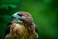 Red-tailed hawk in profile Royalty Free Stock Photo