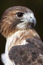 Red Tailed Hawk Profile Royalty Free Stock Photo