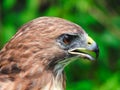 Red-Tailed Hawk Profile View With Beak Open