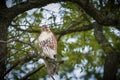 Red-Tailed Hawk Raptor Bird sits perched on a bare branch on the hunt Royalty Free Stock Photo