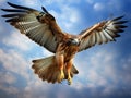 Red Tailed Hawk