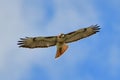 Red tailed hawk soaring while looking down in cloudy blue sky Royalty Free Stock Photo