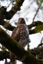 Red tailed hawk resing on tree top