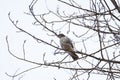 Red tailed hawk resing on tree top