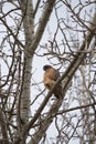 Red tailed hawk resing on tree top
