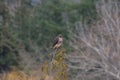 Red tailed hawk resing on tree top