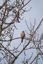 Red tailed hawk resing on tree top