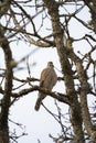 Red tailed hawk resing on tree top