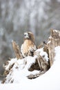 Red-tailed hawk resting on log