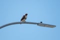 Red tailed hawk resting on a pole