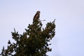 Red-tailed hawk resting on top of the tree