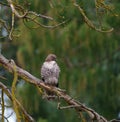 Red tailed hawk resting on tree branch