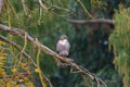 Red tailed hawk resting on tree branch