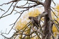 Red tailed hawk resting on tree branch