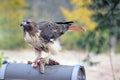 Red Tailed Hawk with Roadkill Royalty Free Stock Photo