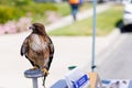 Red-tailed hawk with a rope on its leg standing on a metal column