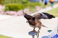 Red-tailed hawk with a rope on its leg standing on a metal column waving its wings