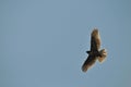 Red-tailed Hawk Silhouette