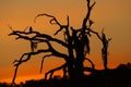 Red tailed hawk silhouette on big old dead oak tree with red orange sunset